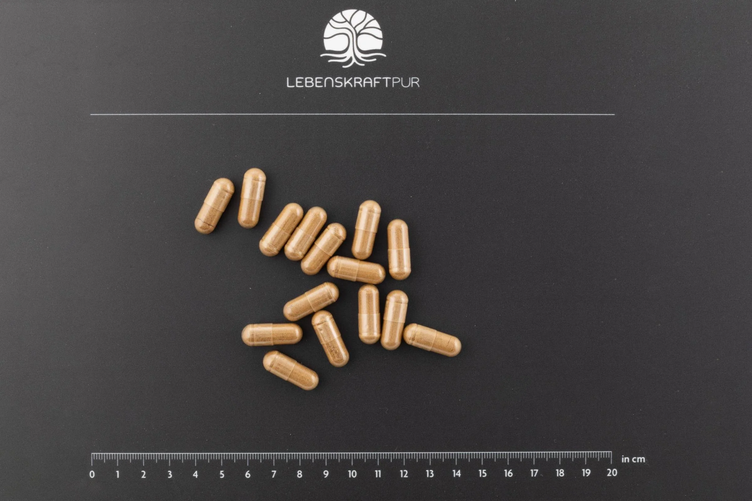 Bio Pilzkraft Protekt Kapseln - Image 3